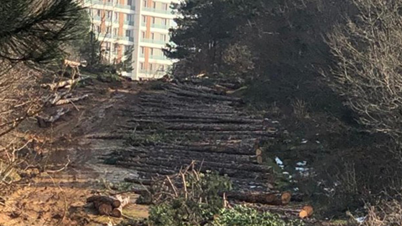 40 yıllık ağaçlar 'prestij proje'ye kurban gitti