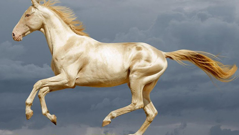 MHP’den ‘Asil Türk atlarının soyları korunsun’ teklifi