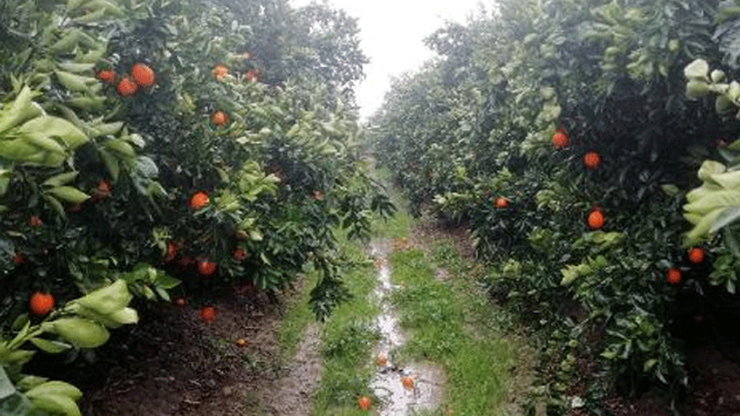 Üretici perişan... Mahsul dalda kaldı 