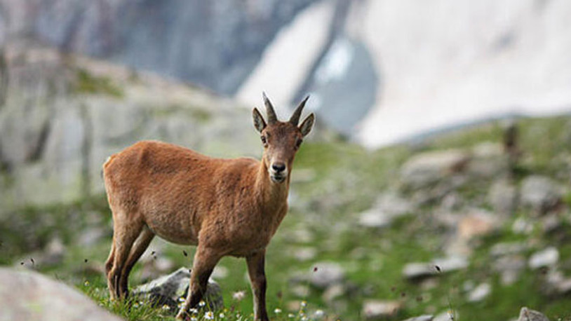 Yaban keçisi avlama ihalelerine Danıştay 'dur' dedi