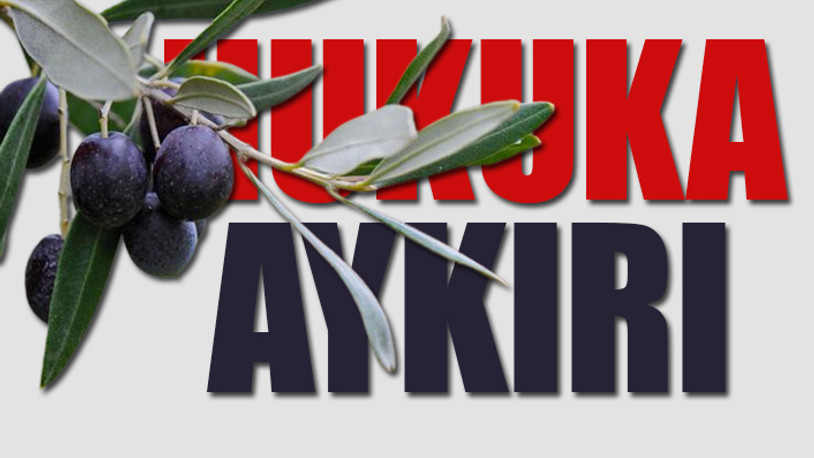 AKP katliamından zeytinlikleri kurtaracak hamle...