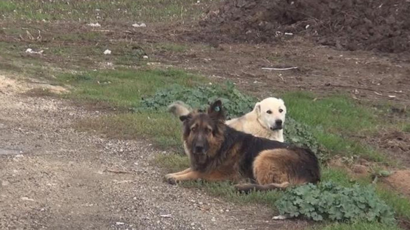 AKP'li belediyenin sokak hayvanlarını zehirlediği iddia edildi 