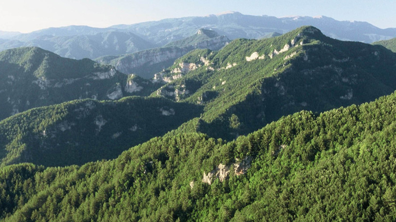 "Aşırı odun üretimi ormanlarımızın geleceğini tehdit ediyor"