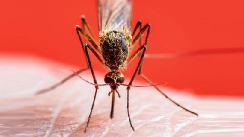 Bu virüs sivrisineklerden bulaşıyor… Beyin iltihabına yol açıyor