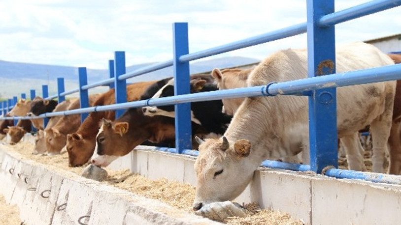 CHP’li Gürer: Cumhurbaşkanı konuştukça yem fiyatları artıyor