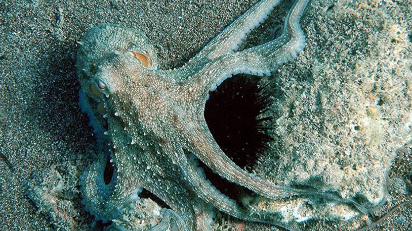 Dinozorlardan bile daha önce yaşayan canlı türü belli oldu: Biden'ın ismi verildi