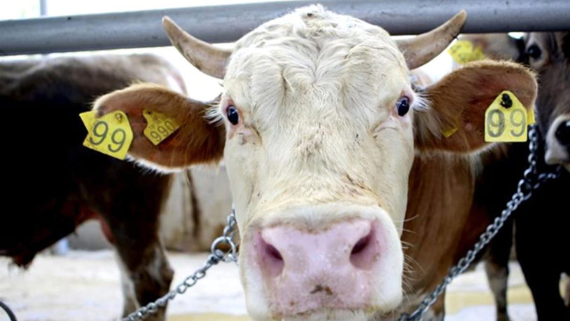 Isparta'da şap hastalığı karantinası... Giriş çıkışlar durdu 