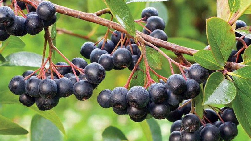 Kanserin Düşmanı Aronya Fidanı Ne Zaman Dikilir?