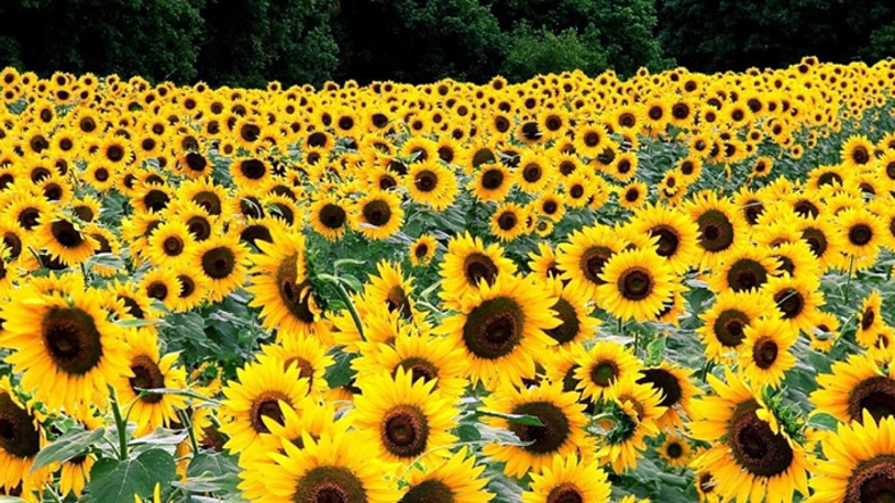 Resmi Gazete'de 'yağlık ayçiçeği' kararı...