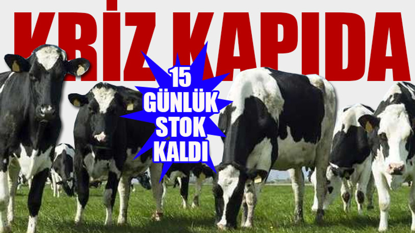 Rusya - Ukrayna savaşı hayvan besicilerini vurdu