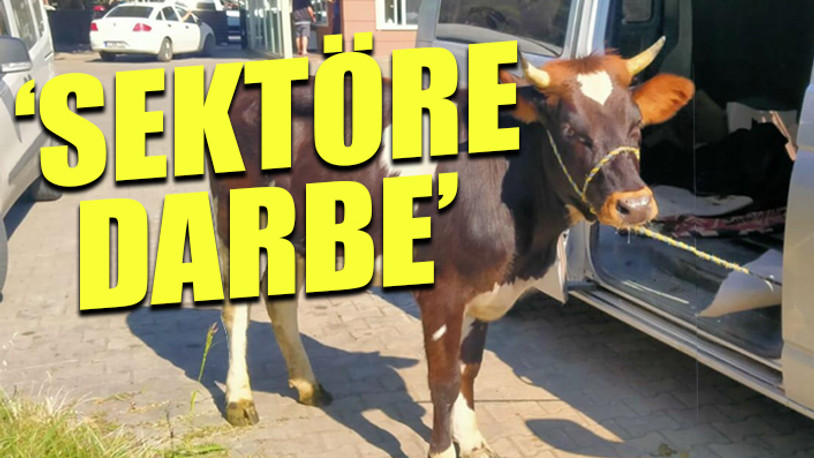 Çiftçilerden ihracat kısıtlamasına tepki: Yeni Zelanda'daki kuraklık fırsat yaratmıştı ama...