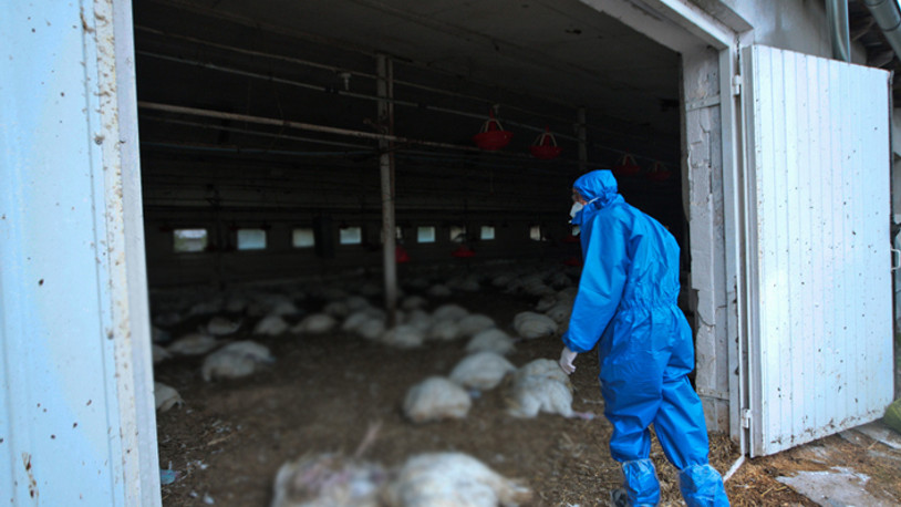 İlk kez bir memelide tespit edildi! 'Oldukça bulaşıcı'