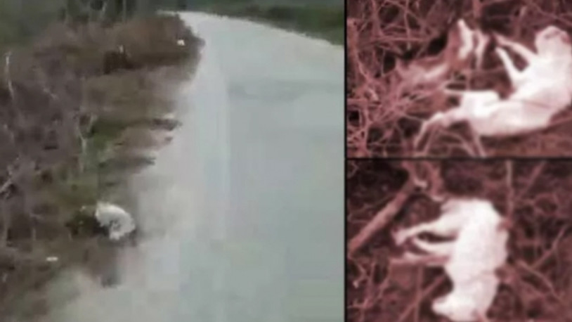 Sakarya'da köpekler zehirlenmiş halde bulundu 