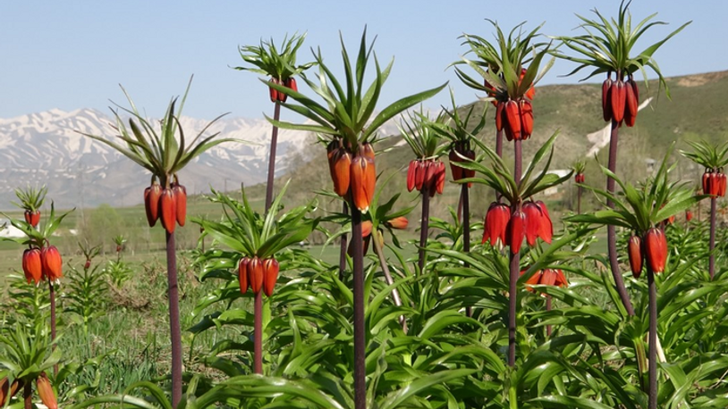 Yüksekova'da ters laleler, büyük ilgi gördü