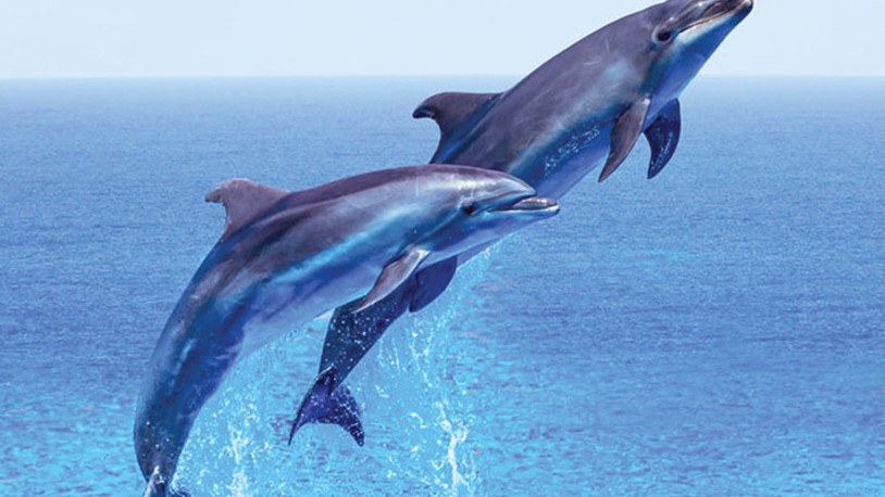 Araştırma: Hayvanlar çiftleşirken zevk alıyor mu? Şaşırtan sonuçlar...