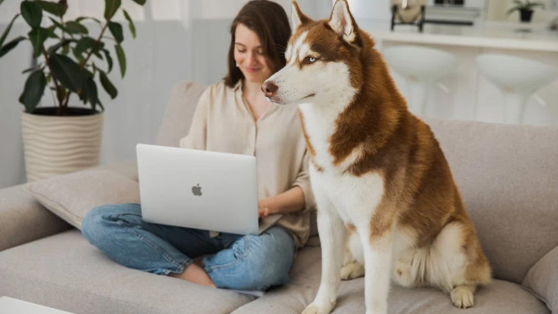 Araştırma: Köpek cinslerinin ortalama ömürleri tespit edildi