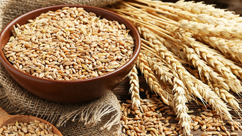 Buğday ve arpa alım fiyatları belli oldu
