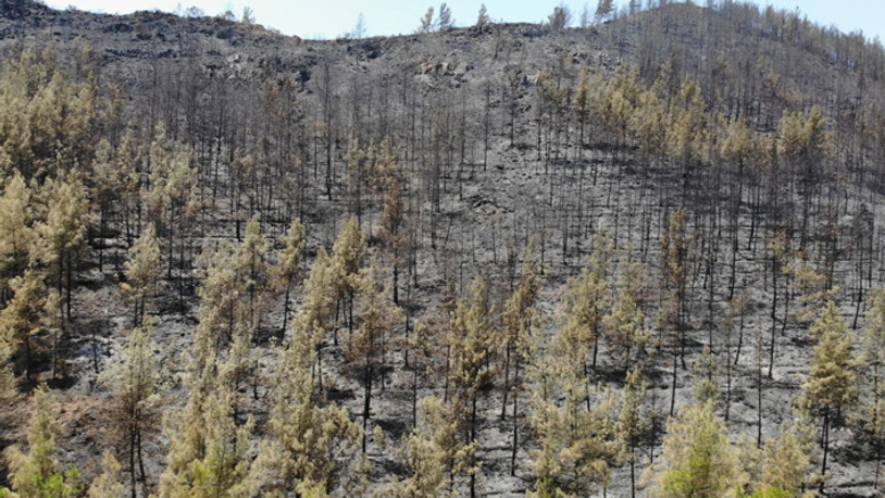 Marmaris'te acı tablo gözler önüne serildi 