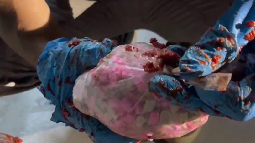 Salça bidonunun içinden çıkanlar şok etti