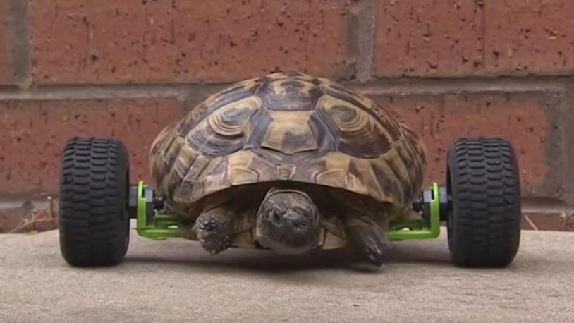 Bacaklarını kaybeden kaplumbağaya tekerlek bacak taktılar