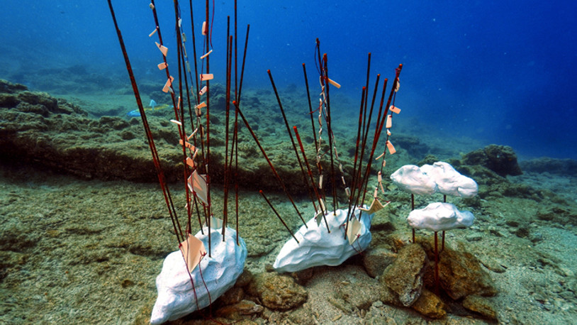 Bodrum'da Sualtı Fotoğraf Yarışması başlıyor