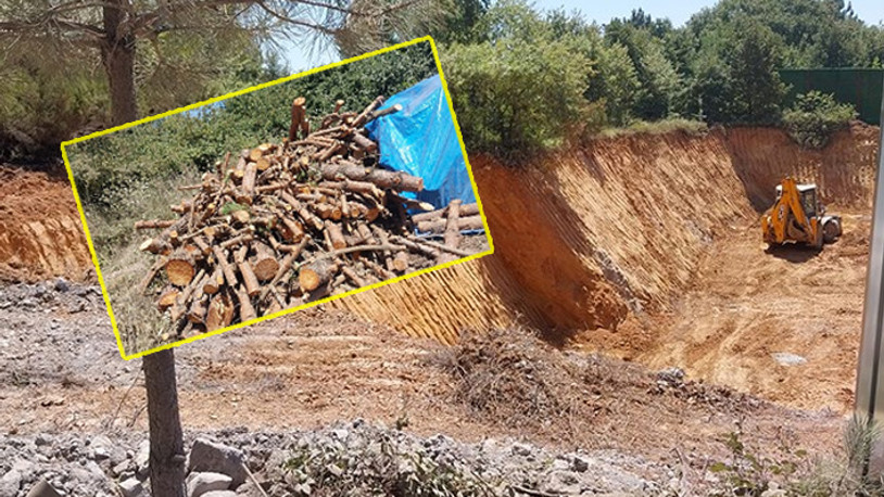 Çekmeköy Kışlası’nda ağaç katliamı