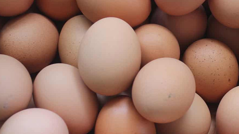 Çiftçi ağır maliyetler altında ezildi: Yumurta üretimi durma noktasında