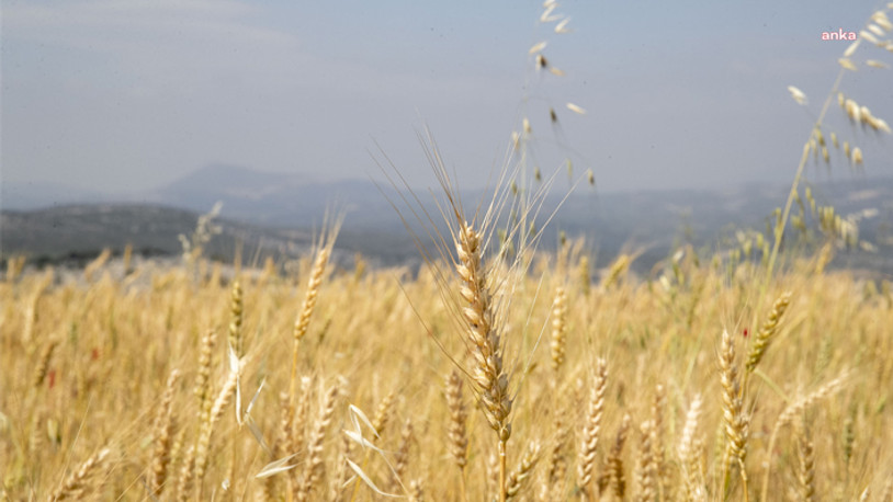 Çiftçilere verilecek alım primi desteği yine beklentilerin altında kaldı