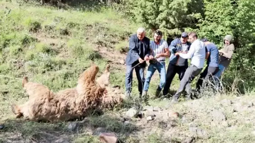 Derede karşılaşan ayı ve çoban birbirini öldürdü