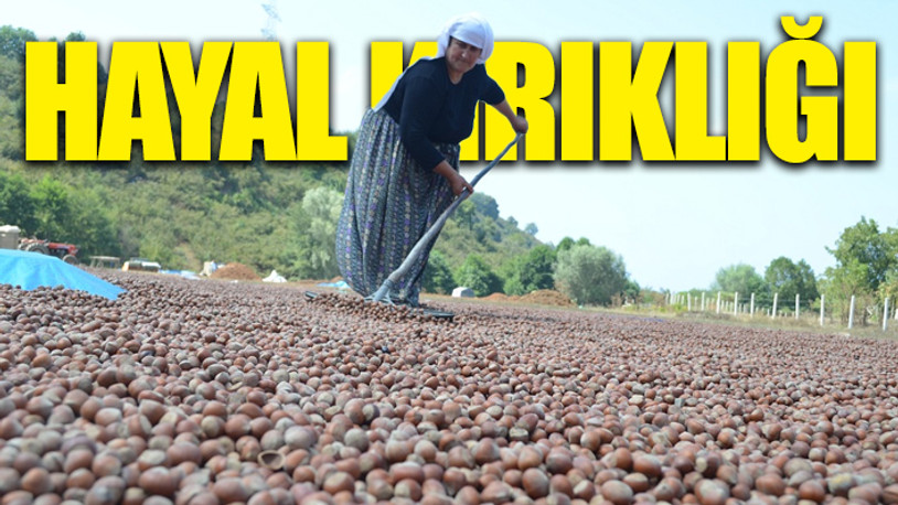 Erdoğan'ın '54 TL' olarak açıkladığı fındık, 35 TL'ye kadar düşebilir!