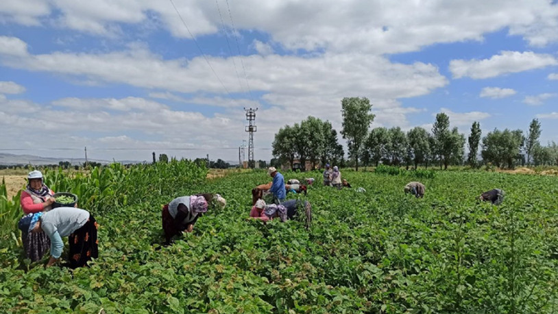 Günlüğü 120 TL’ye fasulye toplayan işçilerden yevmiye artışı talebi