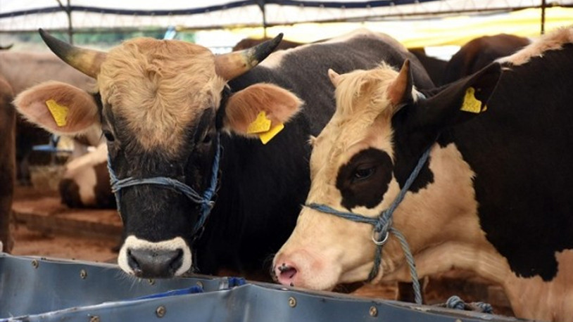 Kurban kesmek yerine bağış yapanların sayısı artıyor 