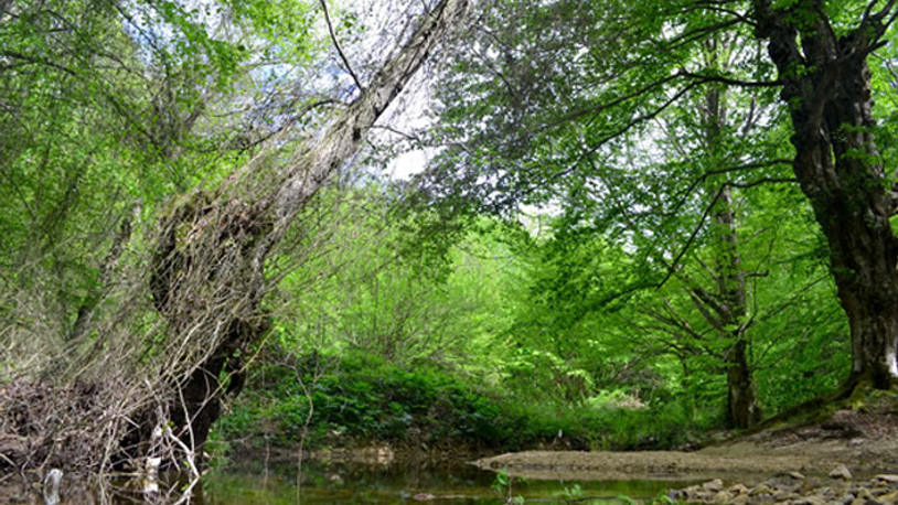 Tekirdağ’da ormanlara girişler yasaklandı