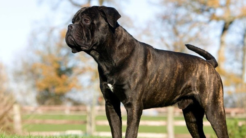 Cane Corse bakımı ve özellikleri
