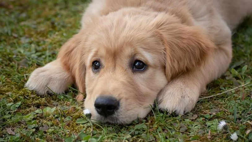 'Havrita' hakkında yeni gelişme