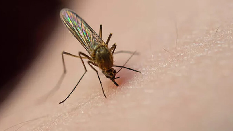 Sivrisineklerin ısıracakları insanları neye göre seçtiği ortaya çıktı