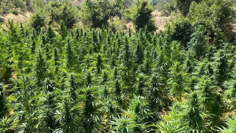 Soylu: 3 milyon 329 bin kök kenevir ele geçirildi