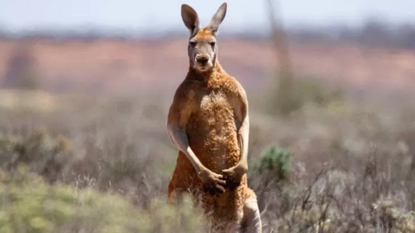 Evinde baktığı kanguru tarafından öldürüldü