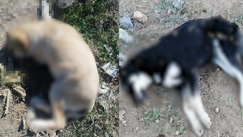 Ankara’da 5 köpek daha aynı alanda ölü bulundu