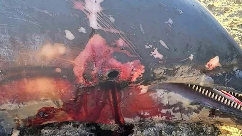 Vahşet: Kerpe Adası'nda bir yunus öldürüldü