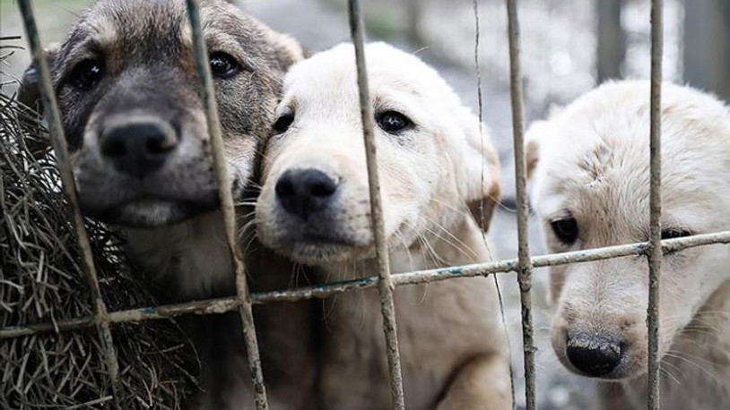 Diyarbakır'da köpek katliamı