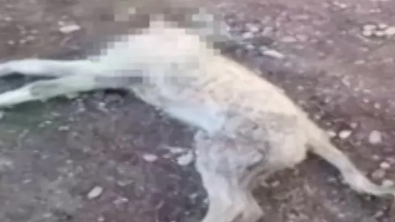 Diyarbakır'da, korkunç olay: Evin köpeğinin başını kesip götürdüler