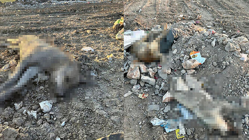 Diyarbakır'da vahşet: İnceleme başlatıldı