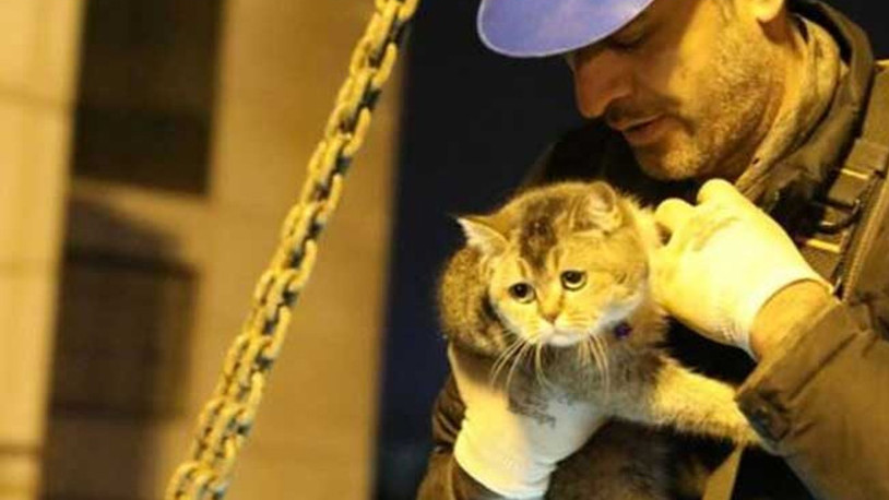 Yıkım durdurulmuştu: Zena isimli kedi kurtarıldı