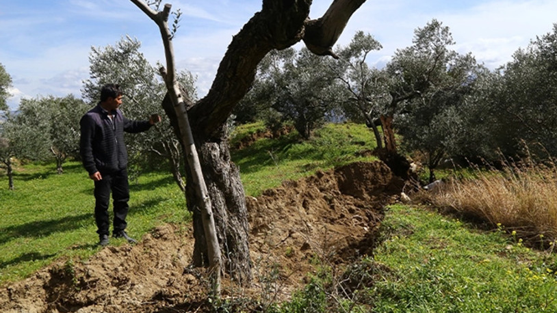 Hatay'daki 80 yıllık zeytin ağacını deprem vurdu: İkiye bölündü
