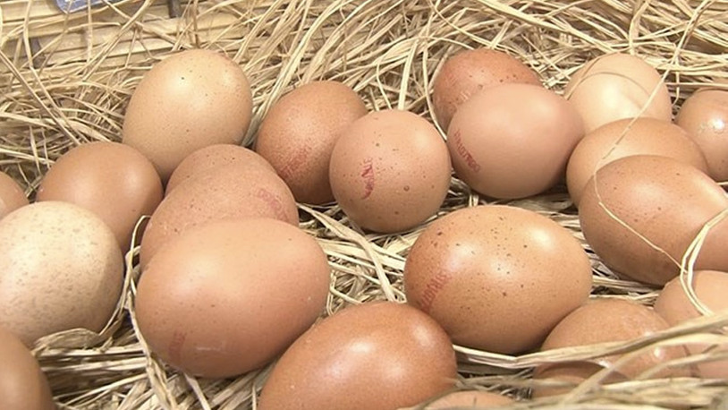 Yumurta üreticileri de isyan etti: Fiyatlardan bizde şikayetçiyiz