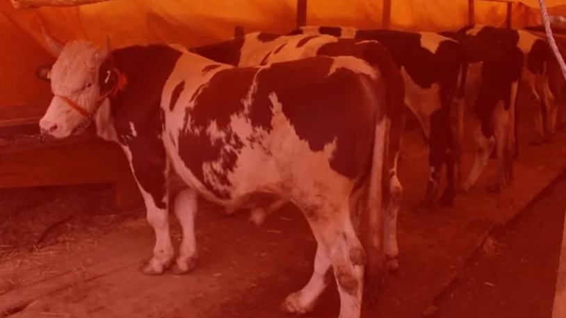 Bartın’da şap hastalığı nedeniyle hayvan pazarları kapatıldı