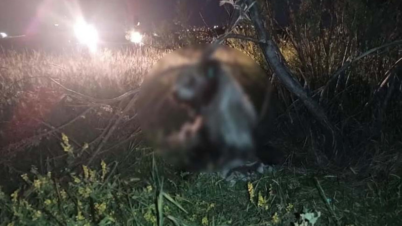 Ankara’da vahşet: 17 köpek, ağaca asılmış halde bulundu