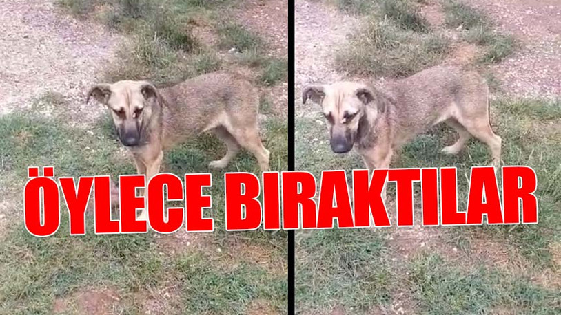 Kocaeli'de belediye ekipleri uyuşturucu iğneyle köpeği gözünden yaraladı