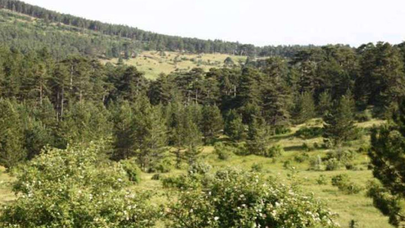 Eskişehir'de ormanlara girişler yasaklandı